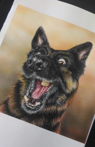 cani 01