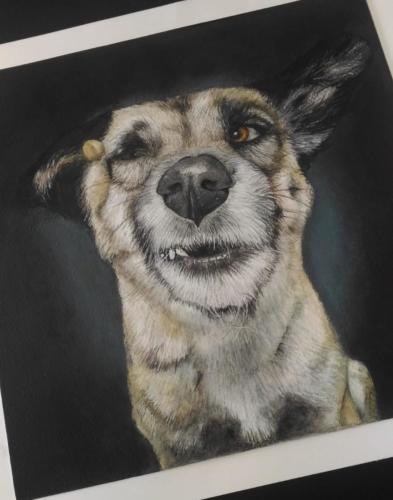 cani 02