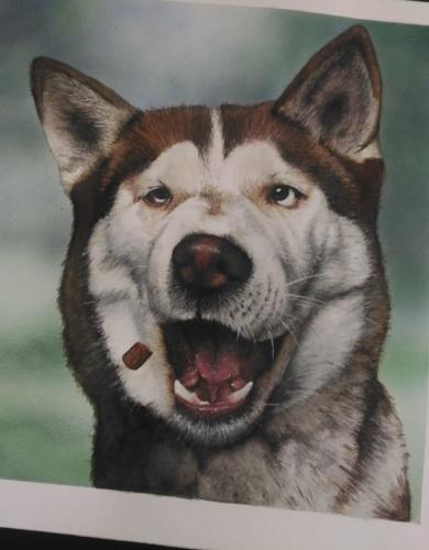 cani 03